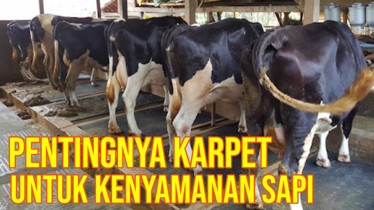 
                                 Manfaat-Alas-Karpet-Sapi-Hindari-Luka